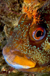 Tompot Blenny, Trefor Pier, N.Wales, UK by Heather Garland 